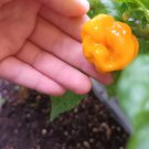Fatality Orange Rare 10 AU Seeds Chilli