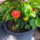 Chilli habanero 10 AU seeds