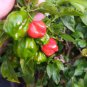 Chilli habanero 10 AU seeds