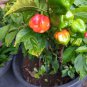 Chilli habanero 10 AU seeds