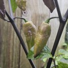 10 AU Seeds Chilli Orange Tiger