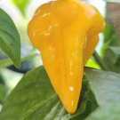 10 AU SEEDS Chilli Habatalli