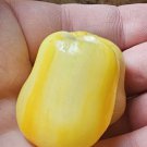 10 AU Seeds Chilli Aji Fantasy Stripey