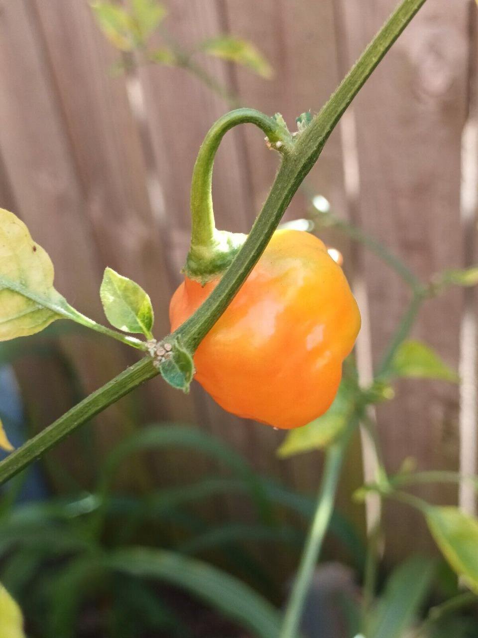 10 AU Seeds Aji Mango Stumpy