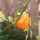 10 AU Seeds Aji Mango Stumpy