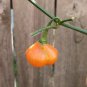 10 AU Seeds Aji Mango Stumpy