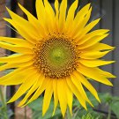 20 AU Seeds Yellow Sunflower