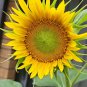 20 AU Seeds Yellow Sunflower