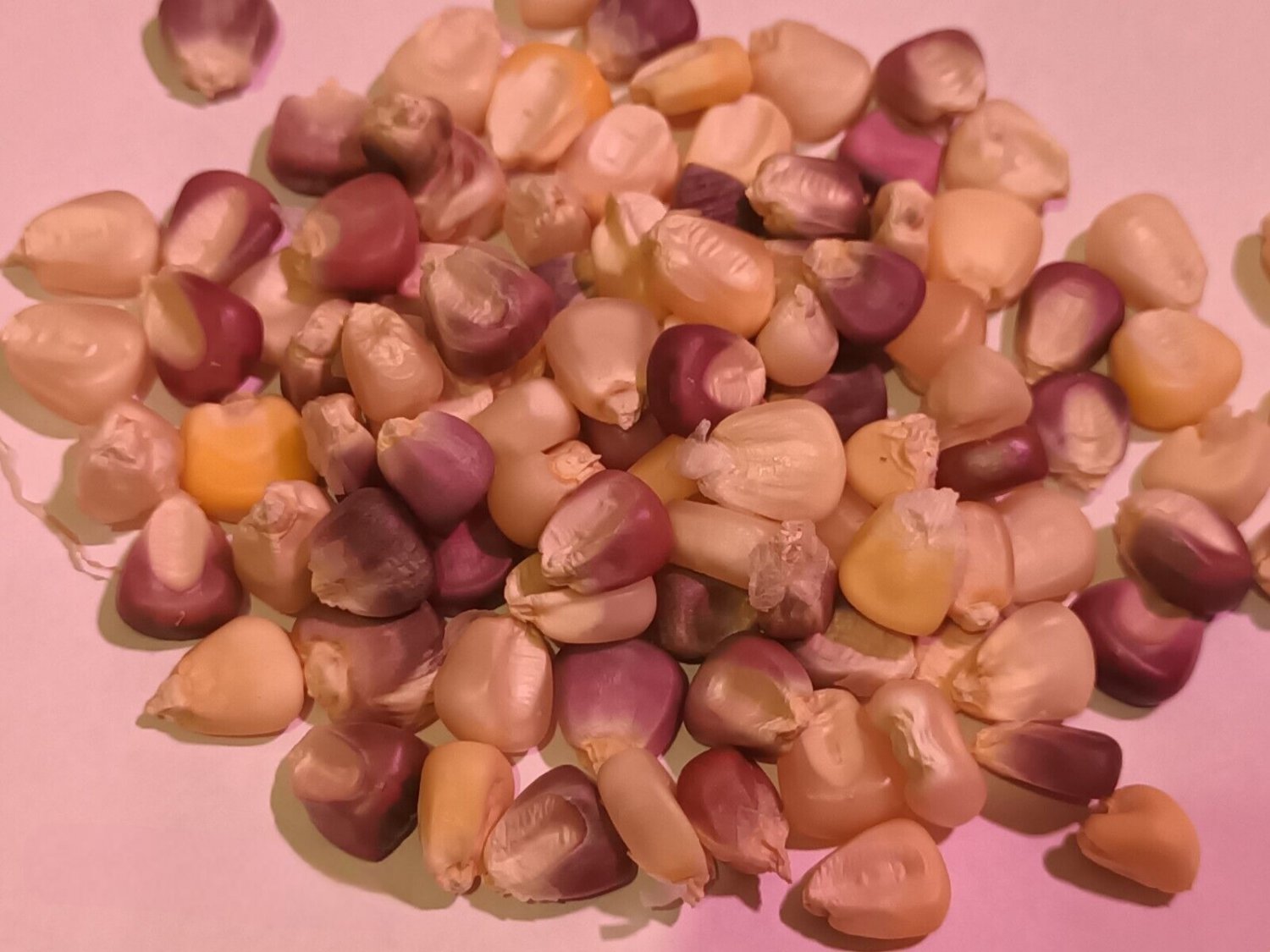 Corn Sticky Multi Colour 10 AU Seeds