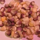 Corn Sticky Multi Colour 10 AU Seeds