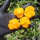 7 Pod Yellow Chilli 10 AU Seeds