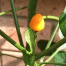 12 AU seeds Rare Capsicum Baccatum Chilli Brazil Wild