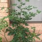 12 AU seeds Rare Capsicum Baccatum Chilli Brazil Wild