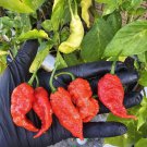 Red Chilli Primotalii 10 AU Seeds