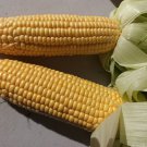 Yellow Corn Sweet 20 AU Seeds
