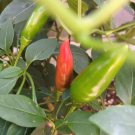 10 AU seeds CHILLI Yukari Bakan Turkish heirloom