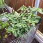 10 AU seeds CHILLI Yukari Bakan Turkish heirloom