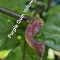 10 AU Seeds Chilli 7 Pot Purple Gum Yellow