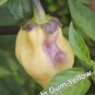 10 AU Seeds Chilli 7 Pot Purple Gum Yellow