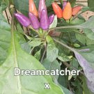 Dream Catcher X Maya Serenade Chilli 10 AU Seeds