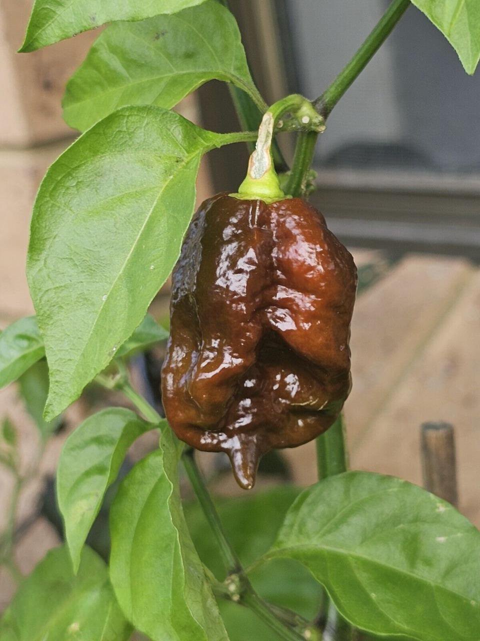 10 AU Seeds Chilli Defko