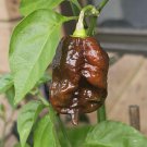 10 AU Seeds Chilli Defko