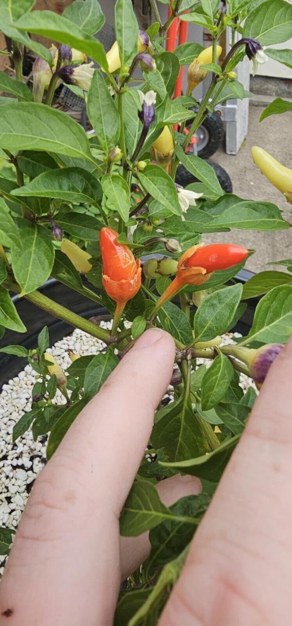 Bleeding Rawit White Chilli 10 AU Seeds