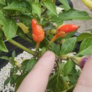 Bleeding Rawit White Chilli 10 AU Seeds