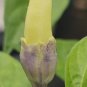 Bleeding Rawit White Chilli 10 AU Seeds