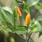 10 AU Seeds Chilli Wild Texas Rice