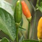 10 AU Seeds Chilli Wild Texas Rice