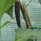 Purple Chilli Cayenne 10 AU Seeds