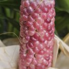 Rare Pink Corn 10 AU Seeds