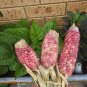 Rare Pink Corn 10 AU Seeds
