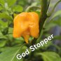 10 AU Seeds Chilli God stopper