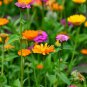7 Different Flower Cottage Garden Mix 500 AU Seeds Throw Grow