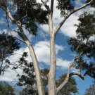 Corymbia maculata Spotted Gum Eucalyptus 50 AU Seeds