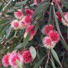 10 AU Seeds Hakea laurina Pincushion