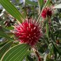 10 AU Seeds Hakea laurina Pincushion