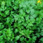 100 AU Seeds PARSLEY Italian Flat Leaf Heirloom Herbs