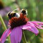 60 AU Seeds ECHINACEA PURPUREA Cone Flower Medicinal Herb