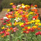 Papaver nudicaule Poppy Australis Mix 50 AU Seeds