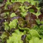 400 AU Seeds LETTUCE Mixed Salad Leaves GOURMET Vegetable Garden