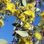 100 AU Seeds Eucalyptus woodwardii Lemon Flowered Gum