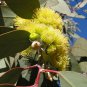 100 AU Seeds Eucalyptus woodwardii Lemon Flowered Gum