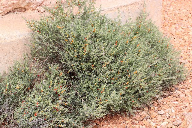 Enchylaena tomentosa Barrier Saltbush or Ruby Saltbush 30 AU Seeds Pack
