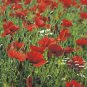 Big Red Poppy Oriental 500 AU Seeds