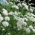 Gypsophila Elegans Covent Garden Market White BABYS BREATH  300 AU Seeds