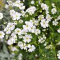 Gypsophila Elegans Covent Garden Market White BABYS BREATH  300 AU Seeds