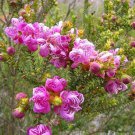 50 AU SEEDS Melaleuca pulchella CLAW HONEY MYRTLE Australian Native